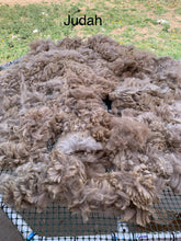 Load image into Gallery viewer, Raw Alpaca Fleece - Fawn "Judah" - 4lb