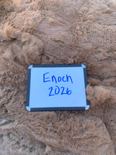 Load image into Gallery viewer, Raw Alpaca Fleece - Dark Fawn "Enoch" - Grade 3 - 1lb 13oz