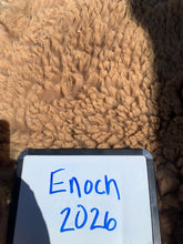 Load image into Gallery viewer, Raw Alpaca Fleece - Dark Fawn "Enoch" - Grade 3 - 1lb 13oz