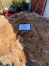 Load image into Gallery viewer, Raw Alpaca Fleece - Dark Fawn "Enoch" - Grade 3 - 1lb 13oz