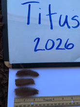 Load image into Gallery viewer, Raw Alpaca Fleece - Brown "Titus" - Grade 2 - 2lb 7oz