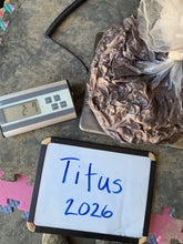 Load image into Gallery viewer, Raw Alpaca Fleece - Brown "Titus" - Grade 2 - 2lb 7oz