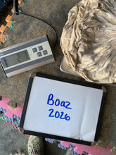 Load image into Gallery viewer, Raw Alpaca Fleece - Lt. Fawn "Boaz" - Grade 2 - 2lb 3oz