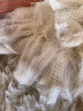 Load image into Gallery viewer, Raw Alpaca Fleece - White "Shalom" - Grade 1 - 2lb 9oz