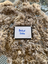 Load image into Gallery viewer, Raw Alpaca Fleece - Fawn "Bekor" - Grade 3 - 2lb 9oz