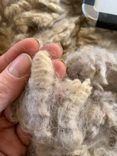 Load image into Gallery viewer, Raw Alpaca Fleece - Fawn "Bekor" - Grade 3 - 2lb 9oz