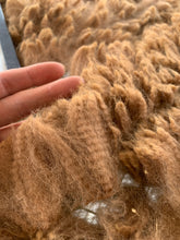 Load image into Gallery viewer, Raw Alpaca Fleece - Dk Fawn "Apollos" - Grade 1 - 3lb 11oz