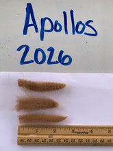Load image into Gallery viewer, Raw Alpaca Fleece - Dk Fawn "Apollos" - Grade 1 - 3lb 11oz