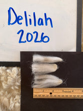 Load image into Gallery viewer, Raw Alpaca Fleece - Beige "Delilah" - Grade 1 - 2lb 10oz