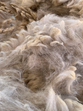 Load image into Gallery viewer, Raw Alpaca Fleece - Multi-Color "Phoebe" - Grade 2 - 2lb 15oz