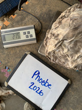 Load image into Gallery viewer, Raw Alpaca Fleece - Multi-Color "Phoebe" - Grade 2 - 2lb 15oz