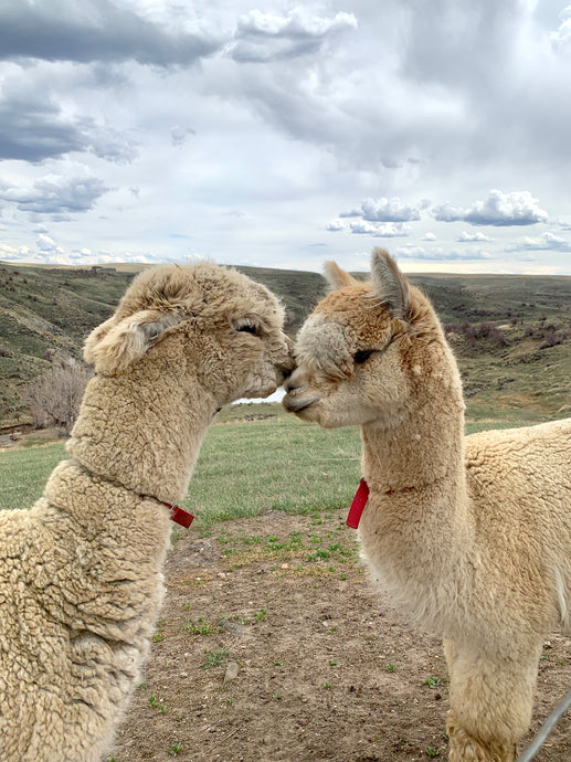 Meet the Alpacas