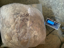 Load image into Gallery viewer, Raw Alpaca Fleece - Fawn "Judah" - 4lb
