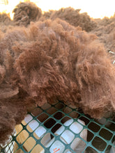 Load image into Gallery viewer, Raw Alpaca Fleece - Dark Brown "Deborah" - Grade 2 - 2lb 14oz
