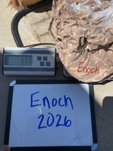 Load image into Gallery viewer, Raw Alpaca Fleece - Dark Fawn "Enoch" - Grade 3 - 1lb 13oz
