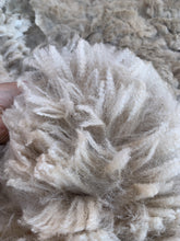 Load image into Gallery viewer, Raw Alpaca Fleece - White "Perez" - Grade 2 - 3lb 11oz
