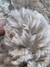 Load image into Gallery viewer, Raw Alpaca Fleece - White "Perez" - Grade 2 - 3lb 11oz

