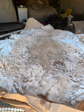 Load image into Gallery viewer, Raw Alpaca Fleece - White "Perez" - Grade 2 - 3lb 11oz
