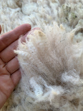 Load image into Gallery viewer, Raw Alpaca Fleece - White "Perez" - Grade 2 - 3lb 11oz
