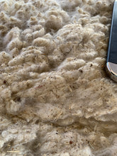 Load image into Gallery viewer, Raw Alpaca Fleece - White "Sapphira" - Grade 1 - 4lb 0oz
