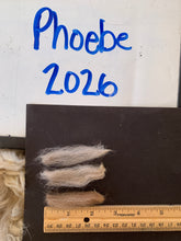 Load image into Gallery viewer, Raw Alpaca Fleece - Multi-Color "Phoebe" - Grade 2 - 2lb 15oz
